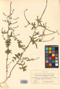Sisymbrium officinale (L.) Scop., Siberia, Russian Far East (S6) (Russia)