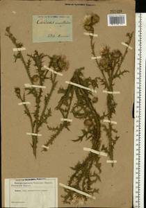 Carduus acanthoides L., Eastern Europe, South Ukrainian region (E12) (Ukraine)
