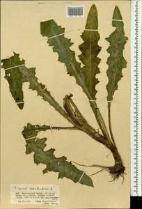 Cirsium esculentum (Siev.) C. A. Mey., Mongolia (MONG) (Mongolia)