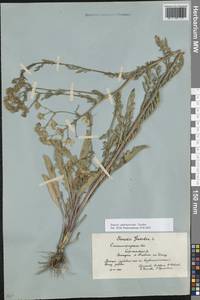 Jacobaea andrzejowskyi (Tzvelev) B.Nord., Eastern Europe, Lower Volga region (E9) (Russia)