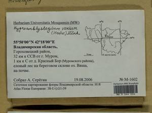 Hygroamblystegium varium (Hedw.) Mönk., Bryophytes, Bryophytes - Middle Russia (B6) (Russia)