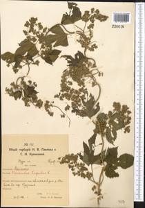 Humulus lupulus L., Middle Asia, Northern & Central Kazakhstan (M10) (Kazakhstan)