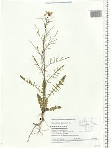 Sisymbrium altissimum L., Eastern Europe, Central region (E4) (Russia)