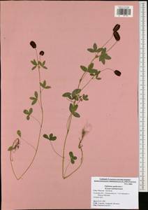 Trifolium spadiceum L., Eastern Europe, Central region (E4) (Russia)