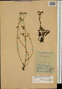 Crepis marschallii (C. A. Mey.) Sch. Bip., Caucasus, Dagestan (K2) (Russia)