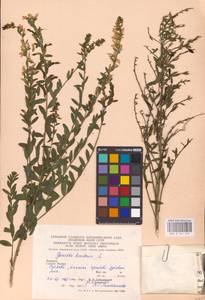 Genista tinctoria L., Eastern Europe, West Ukrainian region (E13) (Ukraine)