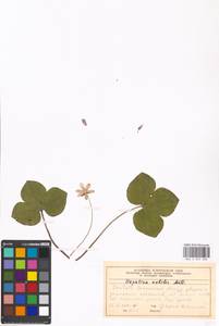 Hepatica nobilis Schreb., Eastern Europe, Moscow region (E4a) (Russia)