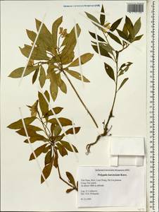 Polygala karensium Kurz, South Asia, South Asia (Asia outside ex-Soviet states and Mongolia) (ASIA) (Vietnam)