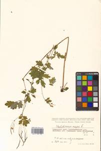 Chelidonium majus L., Siberia, Russian Far East (S6) (Russia)