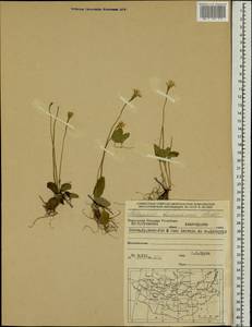 Parnassia laxmannii Pall. ex Schult., Mongolia (MONG) (Mongolia)