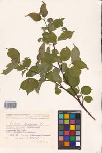 Cornus sanguinea L., Eastern Europe, Lower Volga region (E9) (Russia)