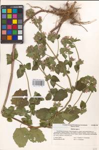 MHA 0 154 752, Ballota nigra L., Eastern Europe, Lower Volga region (E9) (Russia)