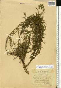 Artemisia glauca Pall. ex Willd., Eastern Europe, Middle Volga region (E8) (Russia)