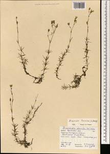 Pseudocherleria laricina (L.) Dillenb. & Kadereit, Mongolia (MONG) (Mongolia)