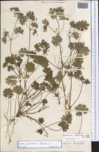 Geranium pusillum L., Middle Asia, Kopet Dag, Badkhyz, Small & Great Balkhan (M1) (Turkmenistan)