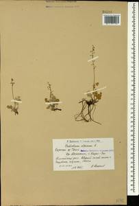 Thalictrum alpinum L., Caucasus, Armenia (K5) (Armenia)