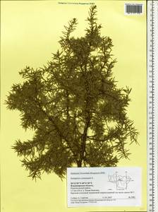 Juniperus communis L., Eastern Europe, Central region (E4) (Russia)