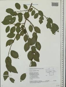 Prunus cerasifera Ehrh., Eastern Europe, Central region (E4) (Russia)