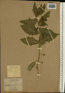 Hyoscyamus niger L., Eastern Europe, South Ukrainian region (E12) (Ukraine)
