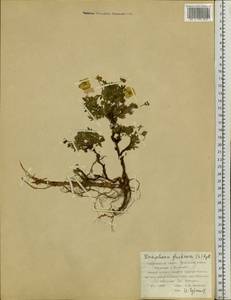 Dasiphora fruticosa (L.) Rydb., Siberia, Russian Far East (S6) (Russia)