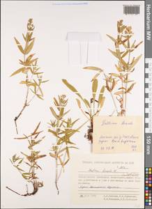 Galium boreale L., Siberia, Chukotka & Kamchatka (S7) (Russia)