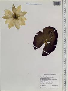 Nymphaea candida C. Presl, Siberia, Altai & Sayany Mountains (S2) (Russia)