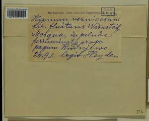 Hamatocaulis vernicosus (Mitt.) Hedenäs, Bryophytes, Bryophytes - Moscow City & Moscow Oblast (B6a) (Russia)