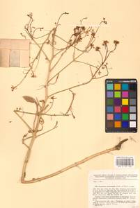 Guenthera persica subsp. persica, Eastern Europe, Lower Volga region (E9) (Russia)