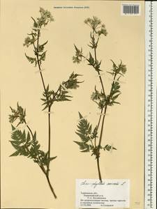 Chaerophyllum aureum L., Eastern Europe, Central forest-and-steppe region (E6) (Russia)