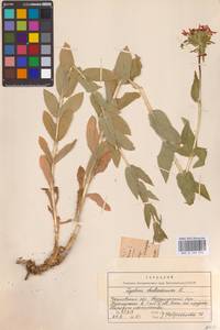 Silene chalcedonica (L.) E.H.L.Krause, Eastern Europe, Eastern region (E10) (Russia)