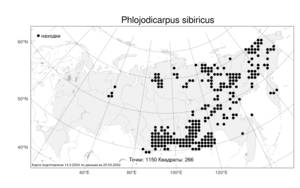 Phlojodicarpus sibiricus (Stephan ex Fisch.) Koso-Pol., Atlas of the Russian Flora (FLORUS) (Russia)