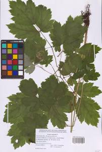 Actaea spicata L., Eastern Europe (no precise locality) (E0)