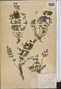 Astragalus taschkendicus Bunge, Middle Asia, Pamir & Pamiro-Alai (M2) (Uzbekistan)