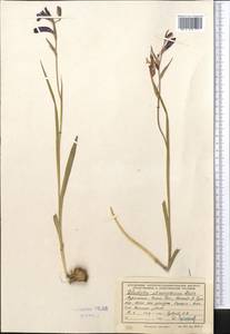 Gladiolus atroviolaceus Boiss., Middle Asia, Kopet Dag, Badkhyz, Small & Great Balkhan (M1) (Turkmenistan)