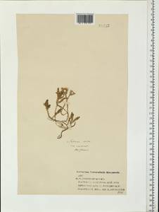 Sedum acre L., Eastern Europe, Central forest region (E5) (Russia)