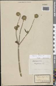 Dipsacus strigosus Willd., Eastern Europe, Central forest-and-steppe region (E6) (Russia)