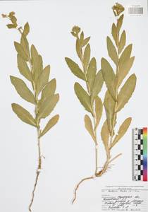 Lepidium draba L., Eastern Europe, Central region (E4) (Russia)