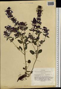 Dracocephalum nutans L., Siberia, Altai & Sayany Mountains (S2) (Russia)