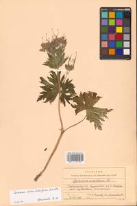 Geranium erianthum DC., Siberia, Russian Far East (S6) (Russia)