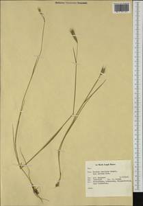 Hordeum secalinum Schreb., Western Europe (EUR) (Netherlands)