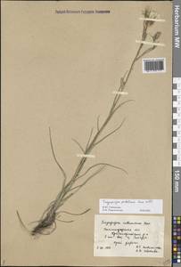 Tragopogon podolicus Besser ex DC., Eastern Europe, Lower Volga region (E9) (Russia)