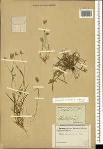 Eremopyrum orientale (L.) Jaub. & Spach, Caucasus (no precise locality) (K0)