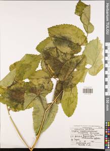 Laserpitium latifolium L., Eastern Europe, Central region (E4) (Russia)