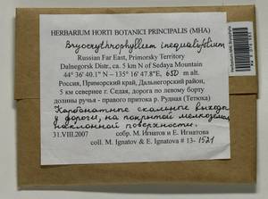 Bryoerythrophyllum inaequalifolium (Taylor) R.H. Zander, Bryophytes, Bryophytes - Russian Far East (excl. Chukotka & Kamchatka) (B20) (Russia)