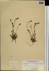 Silene involucrata subsp. involucrata, Siberia, Central Siberia (S3) (Russia)