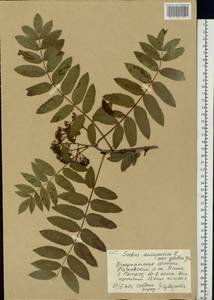 Sorbus aucuparia L., Eastern Europe, West Ukrainian region (E13) (Ukraine)