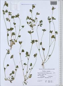 Trifolium striatum L., Caucasus, Black Sea Shore (from Novorossiysk to Adler) (K3) (Russia)
