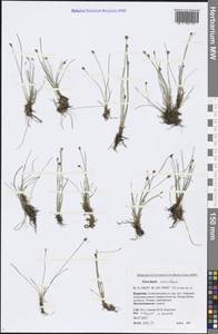 Eleocharis acicularis (L.) Roem. & Schult., Siberia, Baikal & Transbaikal region (S4) (Russia)