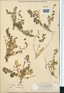Astragalus altaicola D. Podl., Middle Asia, Muyunkumy, Balkhash & Betpak-Dala (M9) (Kazakhstan)