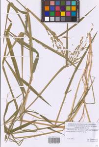 Leersia oryzoides (L.) Sw., Eastern Europe, Moscow region (E4a) (Russia)
